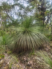 Xanthorrhoea johnsonii