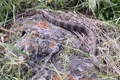 Notechis scutatus