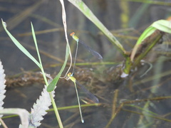 Pseudagrion rubriceps