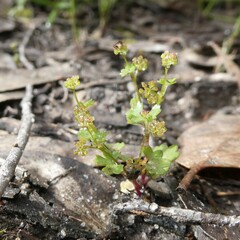 Hydrocotyle callicarpa