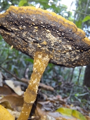 Sanguinoderma