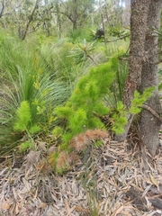 Caustis blakei