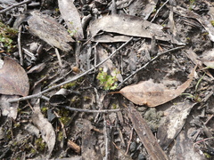 Hydrocotyle callicarpa