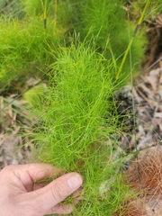 Caustis blakei