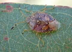 Anischys luteovarius