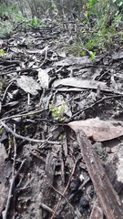Hydrocotyle callicarpa