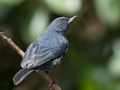 Diglossa albilatera
