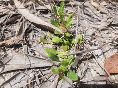 Sphaeromorphaea australis
