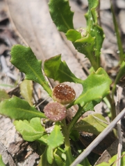 Sphaeromorphaea australis