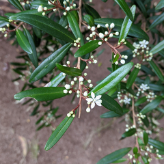 Nematolepis squamea squamea