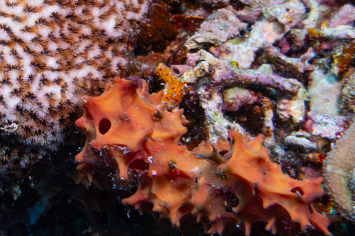 Anomoianthella