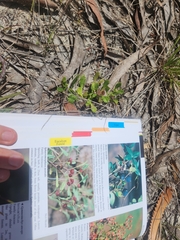 Sphaeromorphaea australis