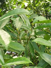 Ficus formosana