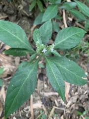 Lepidagathis formosensis