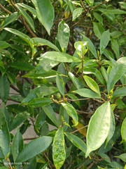 Ficus formosana