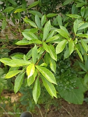 Ficus formosana