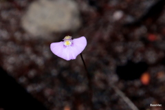 Utricularia uniflora