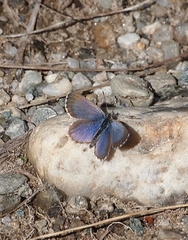 Zizina oxleyi