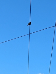 Sturnus vulgaris