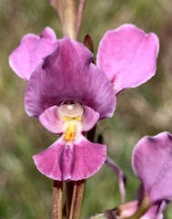 Diuris punctata