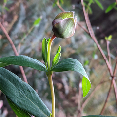 Pimelea ligustrina