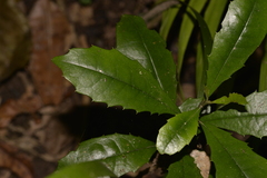 Polyosma cunninghamii