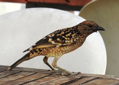 Chlamydera guttata
