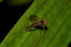 Chrysopilus