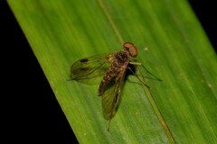 Chrysopilus