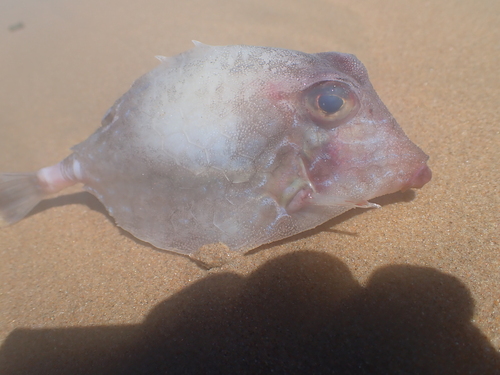Smallspine turretfish (Tetrosomus reipublicae) — Ostraciidae — 2