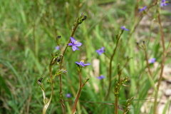 Aristea ecklonii