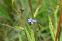 Aristea ecklonii