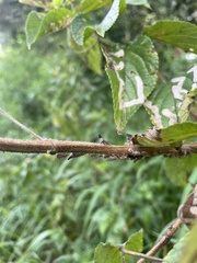 Aconophora compressa