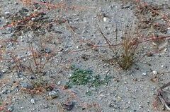 Aristida californica