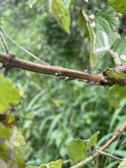 Aconophora compressa