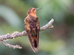 Aglaeactis cupripennis