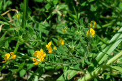 Lotus suaveolens