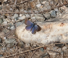 Zizina oxleyi