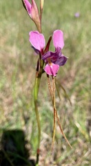 Diuris punctata
