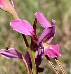 Diuris punctata