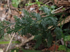 Asplenium rutifolium
