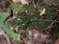 Asplenium rutifolium