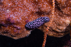Phyllidiella