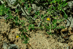 Lotus suaveolens