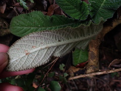 Streptocarpus rexii