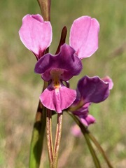 Diuris punctata