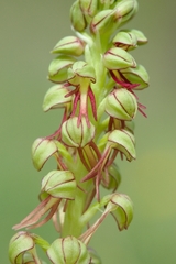 Orchis anthropophora