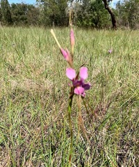Diuris punctata