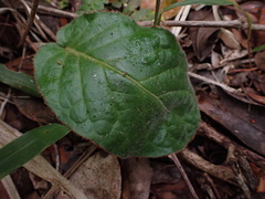 Gerbera cordata