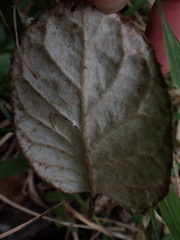 Gerbera cordata